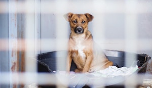 知っていますか?日本で処分される犬の数はなんと年間約7千頭以上、無料で出来る支援とは 知っていますか?日本で処分される犬の数はなんと年間約7千頭以上、無料で出来る支援とは