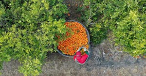 Le jus d'orange, cet étrange objet du désir spéculatif