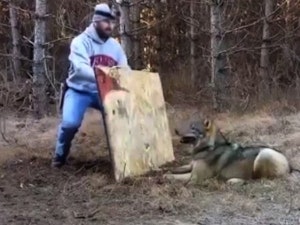 [Photos] La réaction de ce loup sauvage envers l'homme qui l'a sauvé d'un piège est incroyable!