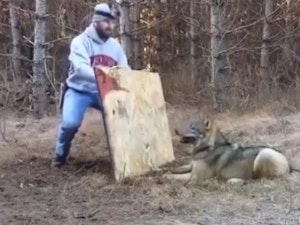 [Photos] La réaction de ce loup sauvage envers l'homme qui l'a sauvé d'un piège est incroyable!
